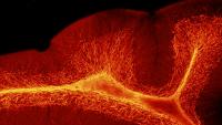 Microscope image of placenta cell